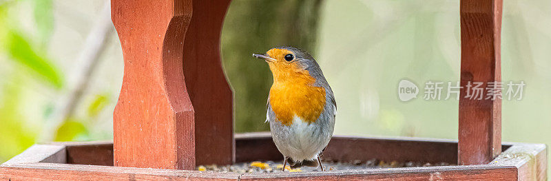 欧洲Robin Rouge-gorge Rotkehlchen